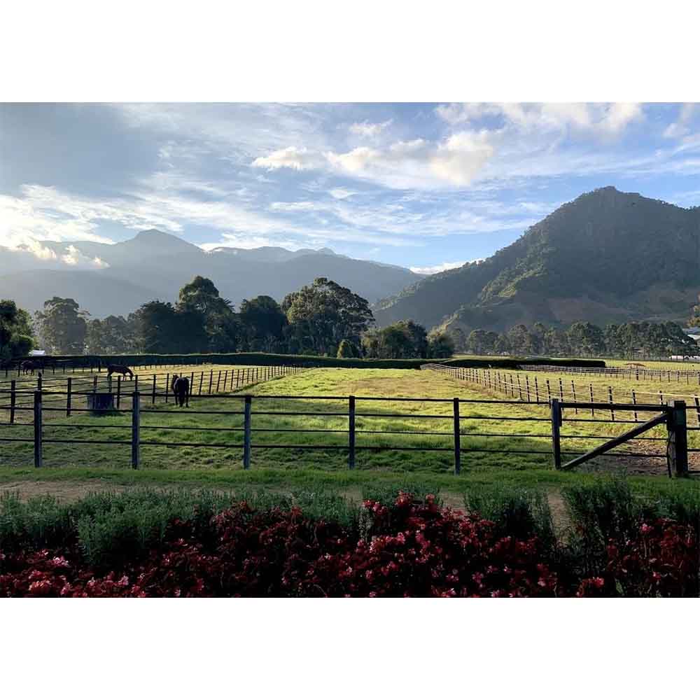 cafea-specialitate-plantatie-panama